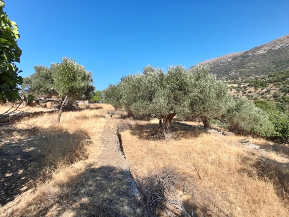 Messaria-Aladino, 5.158 sq.m with stone building 76.80 sq.m, 38 olive trees, threshing floor and dovecote