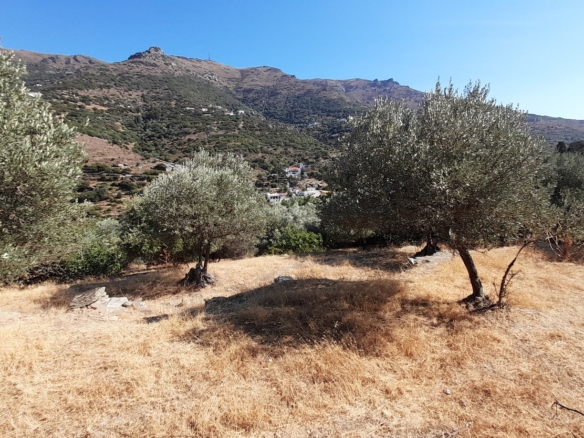 Messaria-Aladino, 5.158 sq.m with stone building 76.80 sq.m, 38 olive trees, threshing floor and dovecote