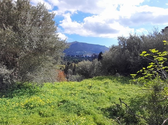 ΛΑΜΥΡΑ. Κτήμα 5.903,49 τ.μ. με παλιό αρχοντικό 367,49 τ.μ., γεώτρηση, ελιές, κλπ