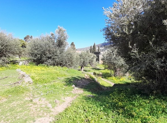 ΛΑΜΥΡΑ. Κτήμα 5.903,49 τ.μ. με παλιό αρχοντικό 367,49 τ.μ., γεώτρηση, ελιές, κλπ