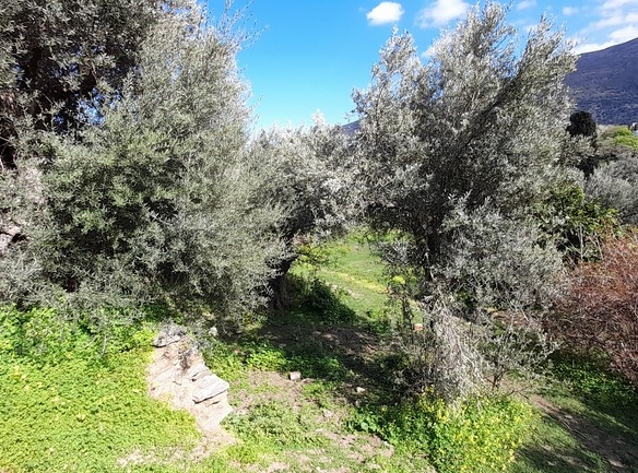 ΛΑΜΥΡΑ. Κτήμα 5.903,49 τ.μ. με παλιό αρχοντικό 367,49 τ.μ., γεώτρηση, ελιές, κλπ