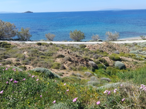 Γαύριο-Λιόπεσι. Τα καλύτερα 24.890 τ.μ. που φθάνουν μέχρι τη θάλασσα.
