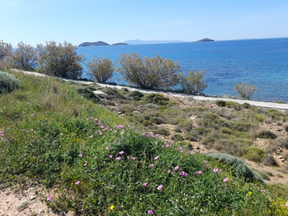 Γαύριο-Λιόπεσι. Τα καλύτερα 24.890 τ.μ. που φθάνουν μέχρι τη θάλασσα.