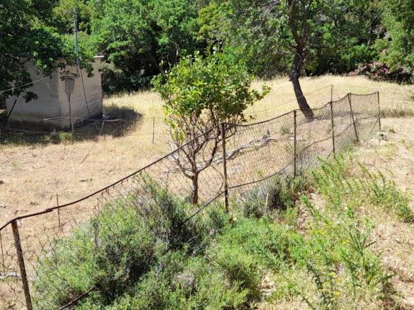 Χώρα Άνδρου, Φυρρόη, 27.749 τ.μ με κτίρια 264 τ.μ. με 2 γεωτρήσεις, πηγάδι και ελιές!