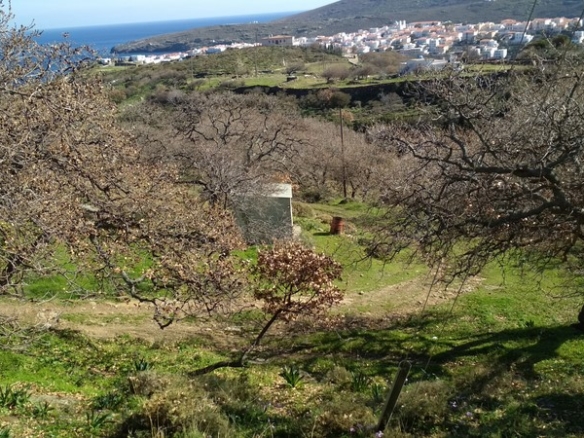 Χώρα Άνδρου, Φυρρόη, 27.749 τ.μ με κτίρια 264 τ.μ. με 2 γεωτρήσεις, πηγάδι και ελιές!