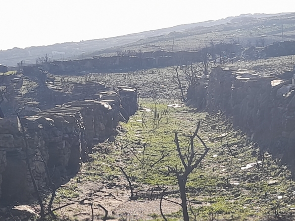 Υψηλού: Με εξαιρετική θέα στη θάλασσα & στη Χώρα της Άνδρου 9.750,45 m2 με κελί 14,09 m2 και αλώνι.