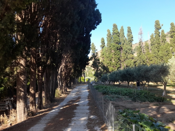 Chora-Livadia WITHIN the village’s limits 5,542 m² buildable plot , with drilling and water