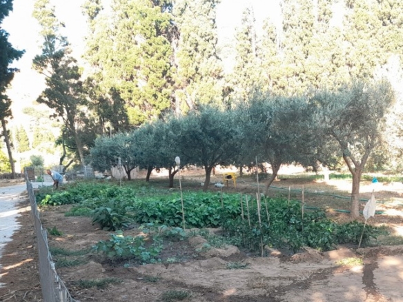 Λιβάδια. ΕΝΤΟΣ οικισμού κτήμα 5.542 m2 οικοδομήσιμο, με γεώτρηση και νερό