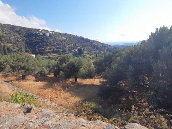 Χώρα Άνδρου-Μένητες. Οικόπεδο οικοδομήσιμο εμβαδού 1531,16 m2 με ωραία θέα θάλασσα και 18 ελαιόδενδρα.