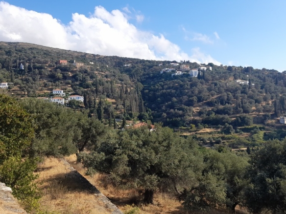 Χώρα Άνδρου-Μένητες. Οικόπεδο οικοδομήσιμο εμβαδού 1531,16 m2 με ωραία θέα θάλασσα και 18 ελαιόδενδρα.