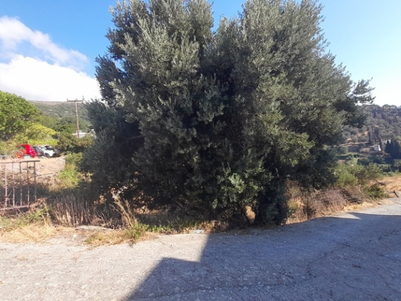 Χώρα Άνδρου-Μένητες. Οικόπεδο οικοδομήσιμο εμβαδού 1531,16 m2 με ωραία θέα θάλασσα και 18 ελαιόδενδρα.