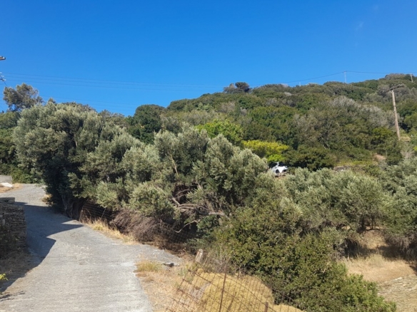 Χώρα Άνδρου-Μένητες. Οικόπεδο οικοδομήσιμο εμβαδού 1531,16 m2 με ωραία θέα θάλασσα και 18 ελαιόδενδρα.