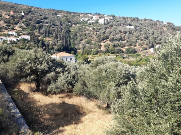 Χώρα Άνδρου-Μένητες. Οικόπεδο οικοδομήσιμο εμβαδού 1531,16 m2 με ωραία θέα θάλασσα και 18 ελαιόδενδρα.