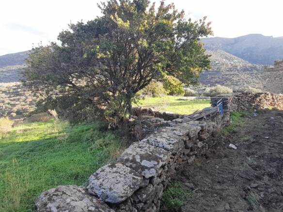 ΑΝΔΡΟΣ-ΜΕΣΑΡΙΑ. Οικόπεδο ΕΝΤΟΣ οικισμού 2.300 m2 επί επαρχιακής οδού.
