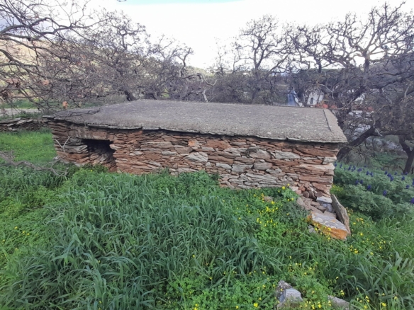 Χώρα Άνδρος προς Λιβάδια. 5.744,18 m2 Οικοδομήσιμο Αγροτεμάχιο με Ελαιώνα και κελί 25 m2.