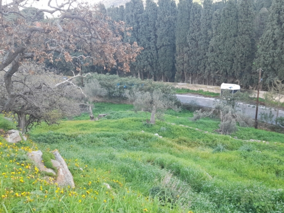 Χώρα Άνδρος προς Λιβάδια. 5.744,18 m2 Οικοδομήσιμο Αγροτεμάχιο με Ελαιώνα και κελί 25 m2.
