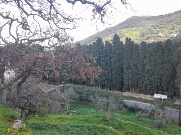 Χώρα Άνδρος προς Λιβάδια. 5.744,18 m2 Οικοδομήσιμο Αγροτεμάχιο με Ελαιώνα και κελί 25 m2.