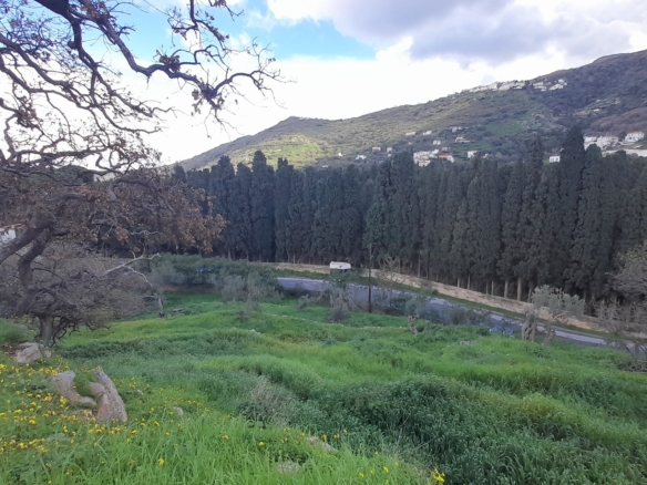 Χώρα Άνδρος προς Λιβάδια. 5.744,18 m2 Οικοδομήσιμο Αγροτεμάχιο με Ελαιώνα και κελί 25 m2.