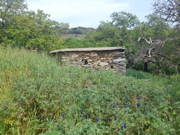 Χώρα Άνδρος προς Λιβάδια. 5.744,18 m2 Οικοδομήσιμο Αγροτεμάχιο με Ελαιώνα και κελί 25 m2.