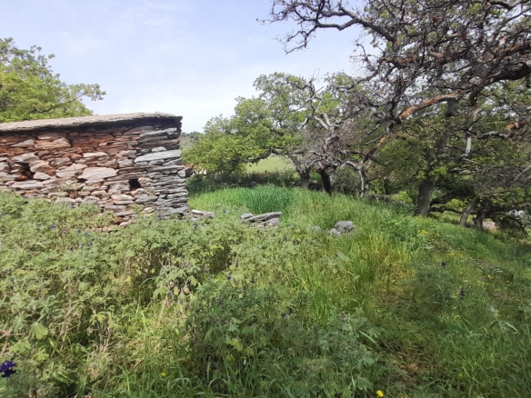 Χώρα Άνδρος προς Λιβάδια. 5.744,18 m2 Οικοδομήσιμο Αγροτεμάχιο με Ελαιώνα και κελί 25 m2.