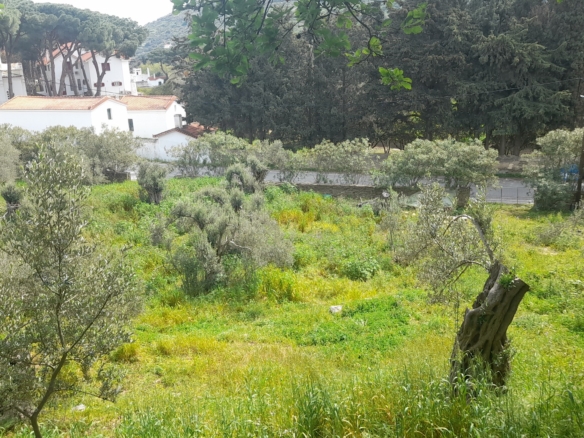 Χώρα Άνδρος προς Λιβάδια. 5.744,18 m2 Οικοδομήσιμο Αγροτεμάχιο με Ελαιώνα και κελί 25 m2.