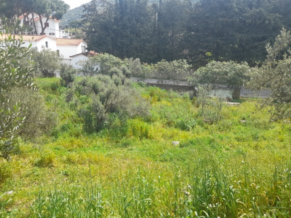 Χώρα Άνδρος προς Λιβάδια. 5.744,18 m2 Οικοδομήσιμο Αγροτεμάχιο με Ελαιώνα και κελί 25 m2.