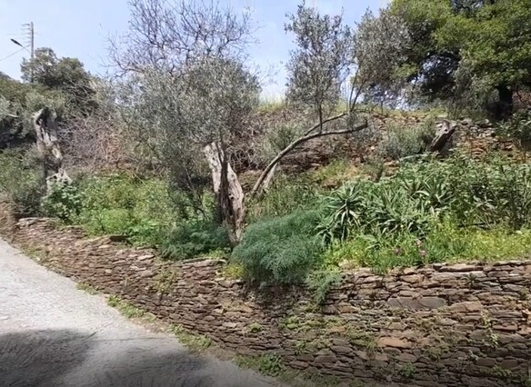 Χώρα Άνδρος προς Λιβάδια. 5.744,18 m2 Οικοδομήσιμο Αγροτεμάχιο με Ελαιώνα και κελί 25 m2.