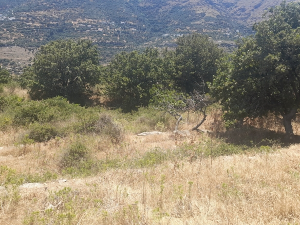 Μεσαριά. Οικόπεδο άρτιο και οικοδομήσιμο 1.179,69 m2, κτίζονται έως 400 m2 κατοικίες.